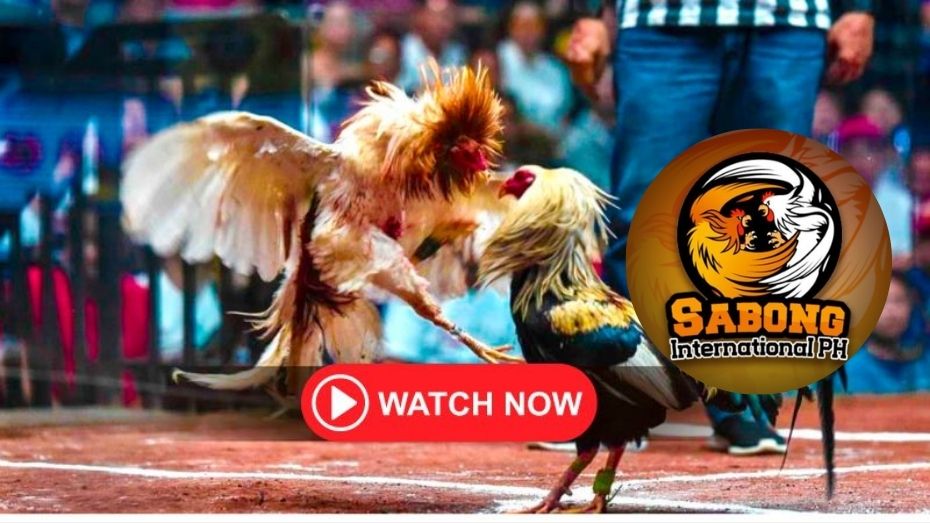 jilibet 777 login 100 free bonus casino